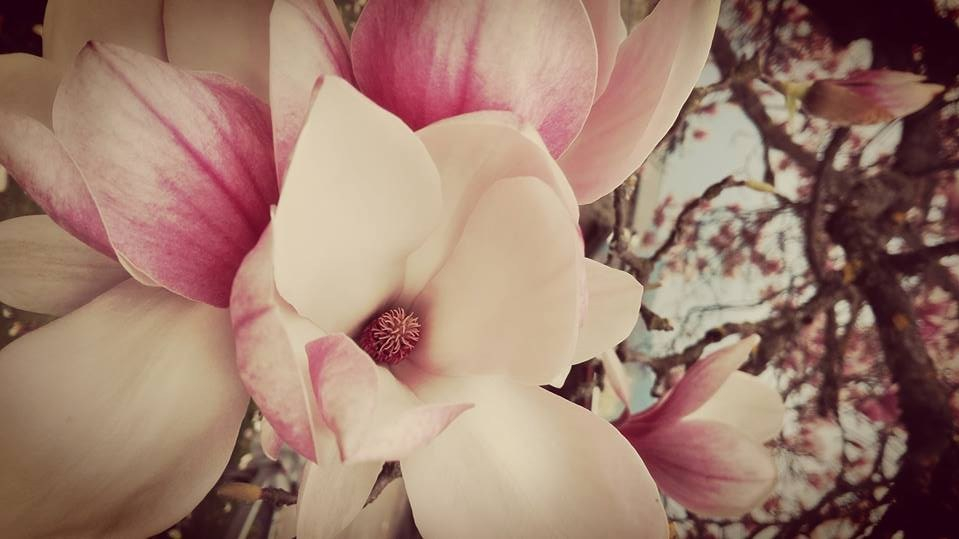 56544653_10218248151535750_8868260945365827584_n